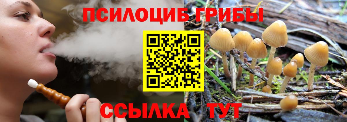 Псилоцибиновые грибы Psilocybe  Вход с VPN  Галлюциногенные грибы Psilocybe  Осинники 